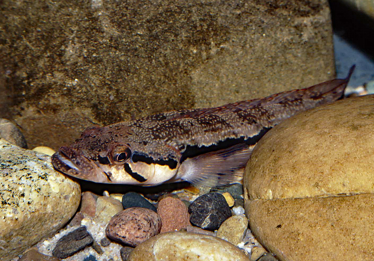Crenicichla jegui