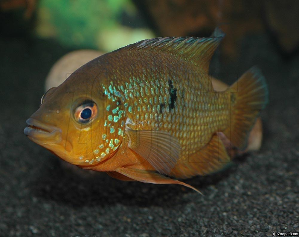 Caquetaia spectabilis