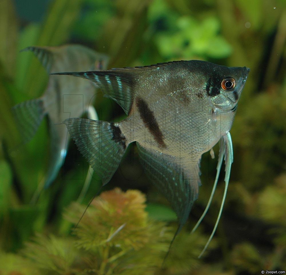 Pterophyllum scalare (blue flame angel)