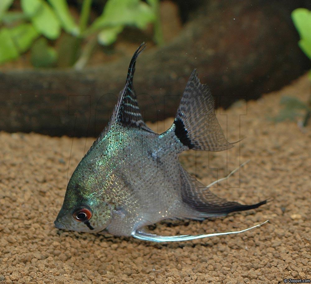 Pterophyllum scalare (diamantblau)