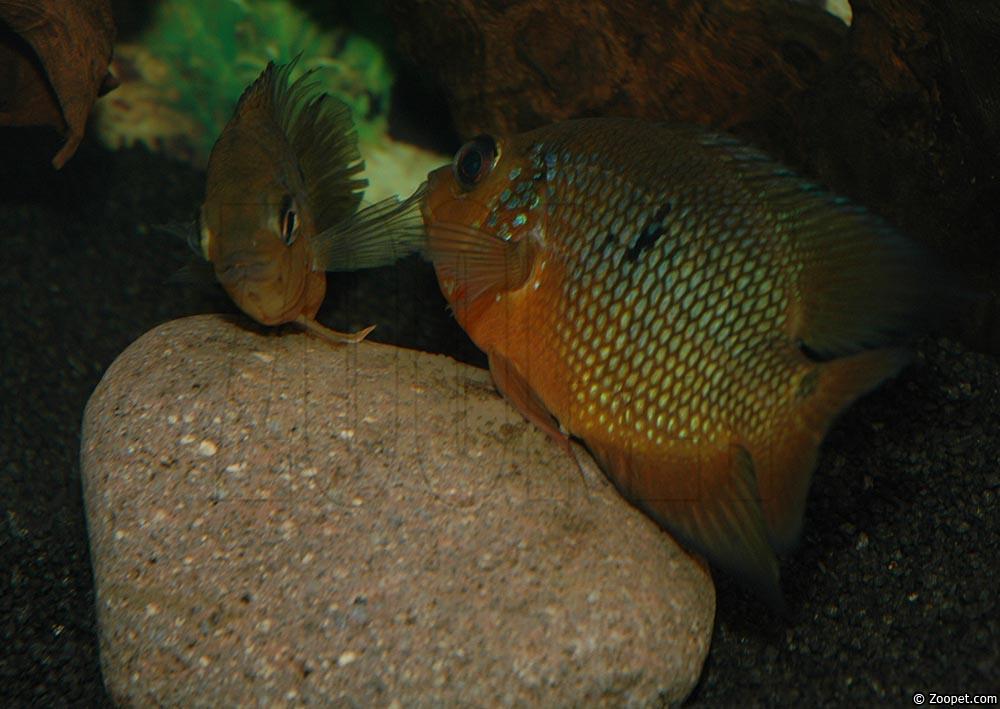 Caquetaia spectabilis