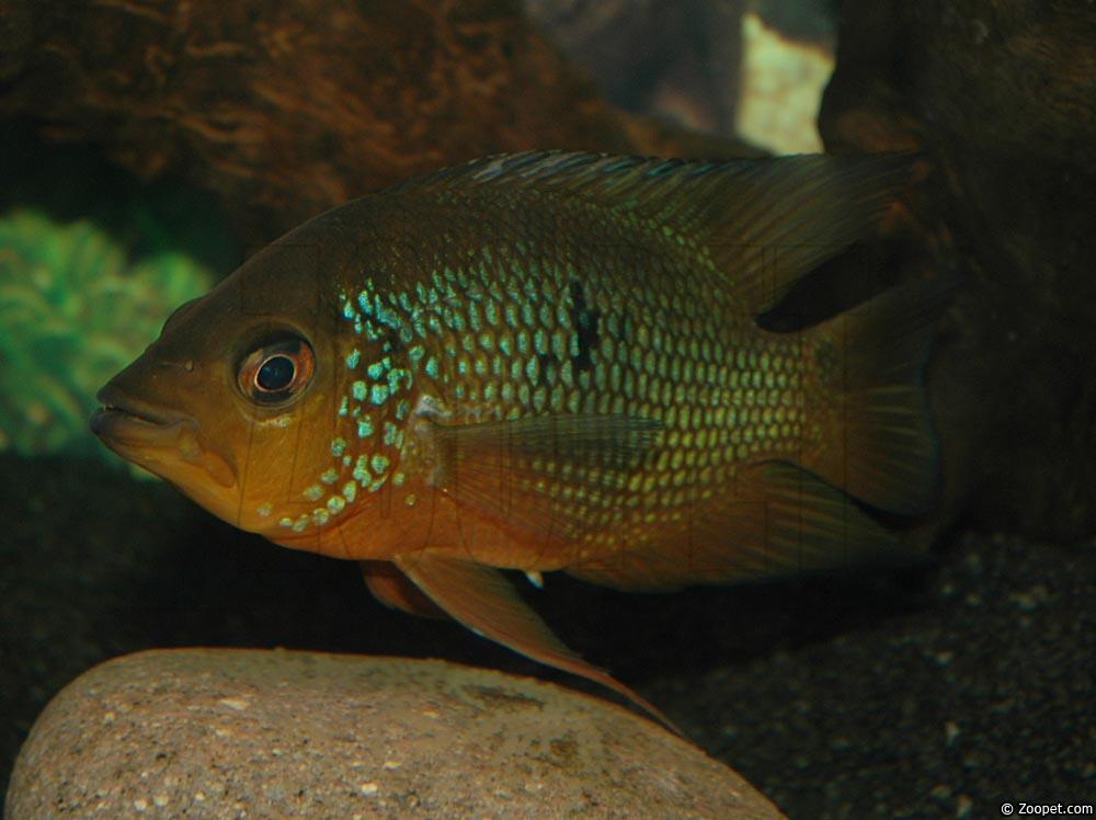 Caquetaia spectabilis