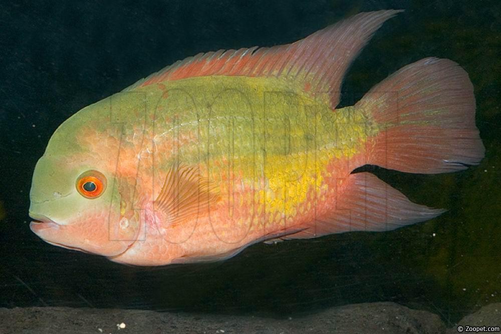 Hypselecara temporalis