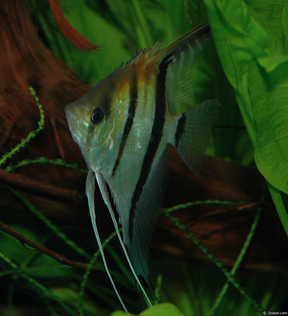 Pterophyllum scalare, Rio Manacapuru