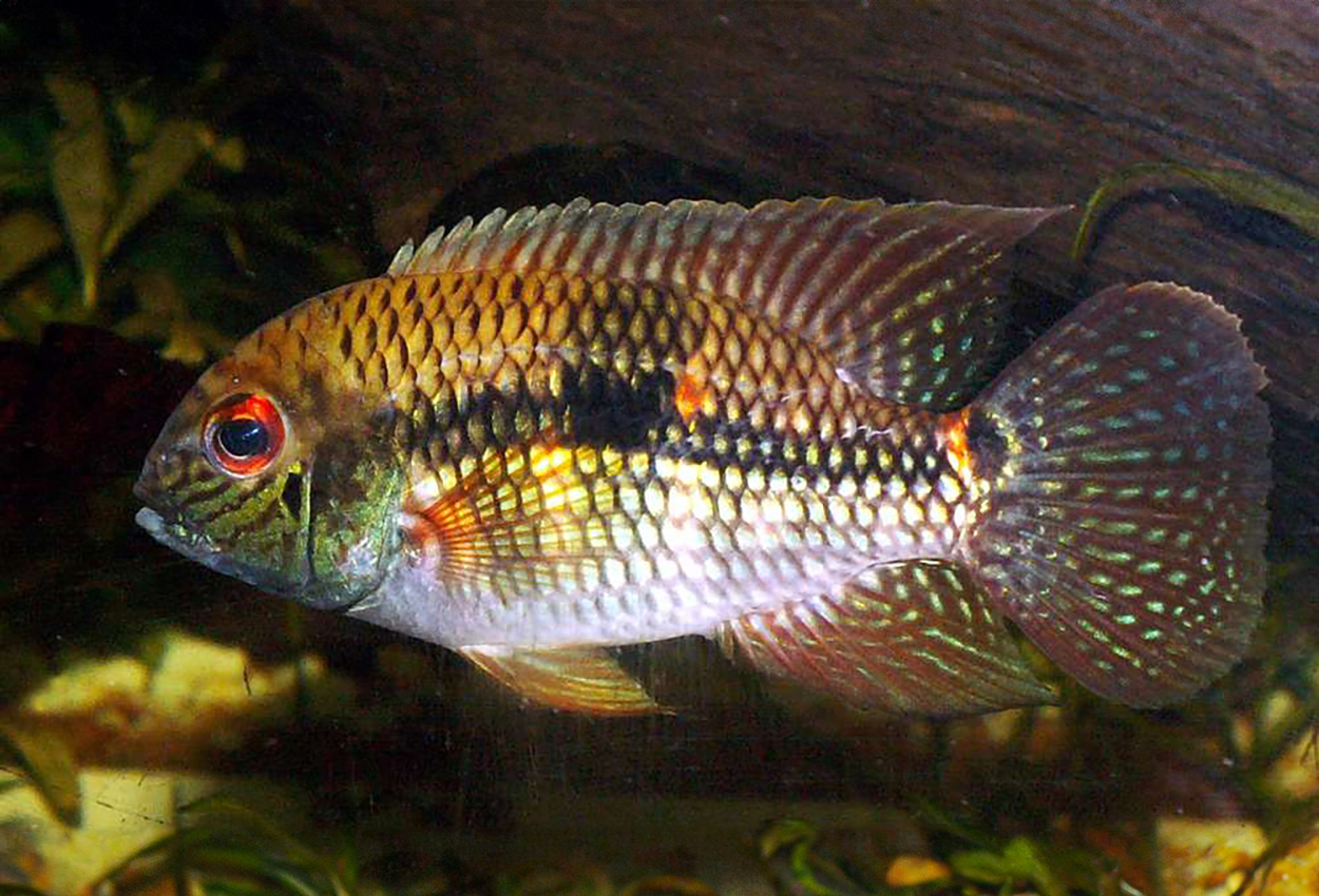 Aequidens diadema