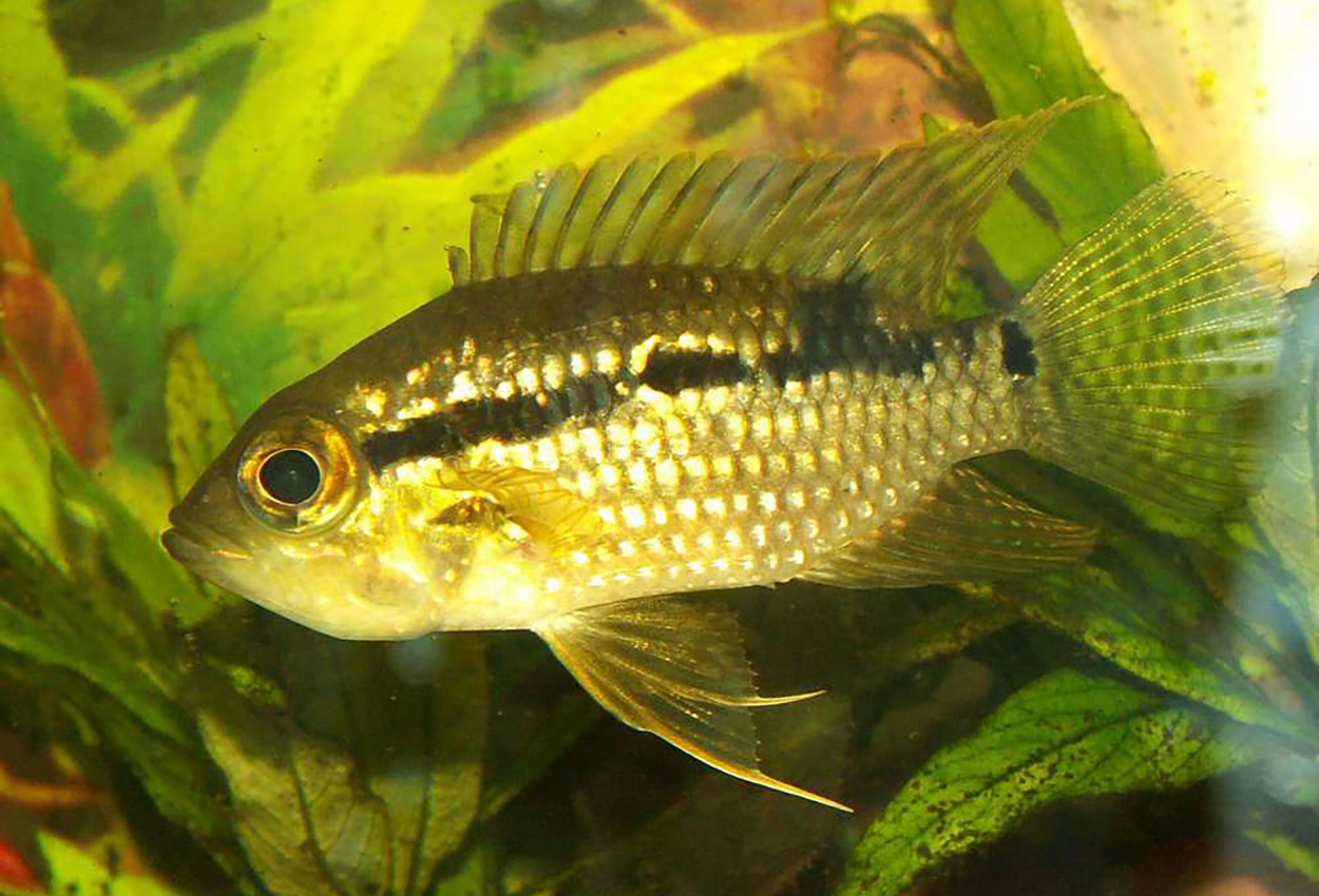 Acaronia nassa