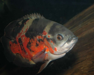 Astronotus ocellatus