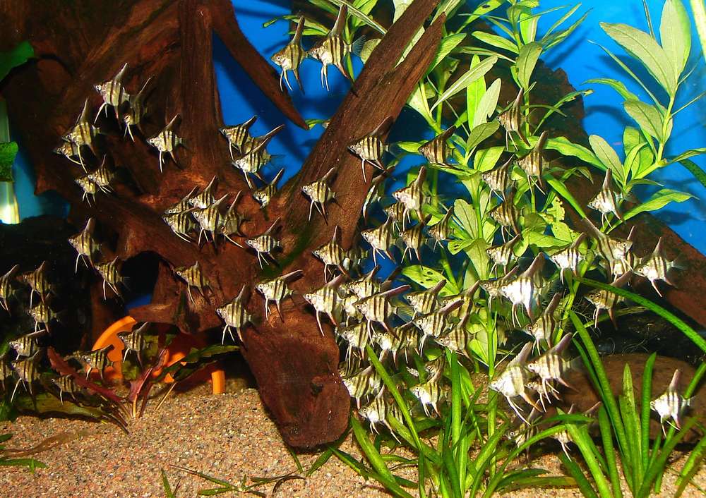 Pterophyllum scalare, Rio Manacapuru