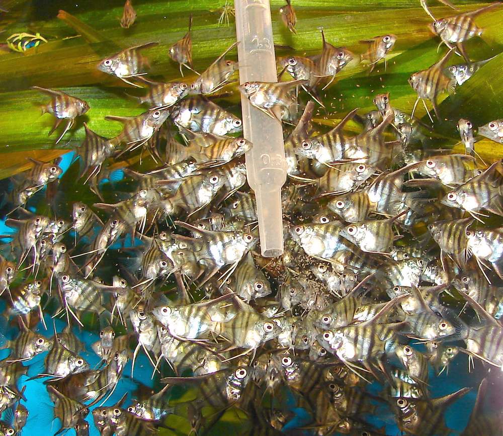 Pterophyllum scalare, Rio Manacapuru
