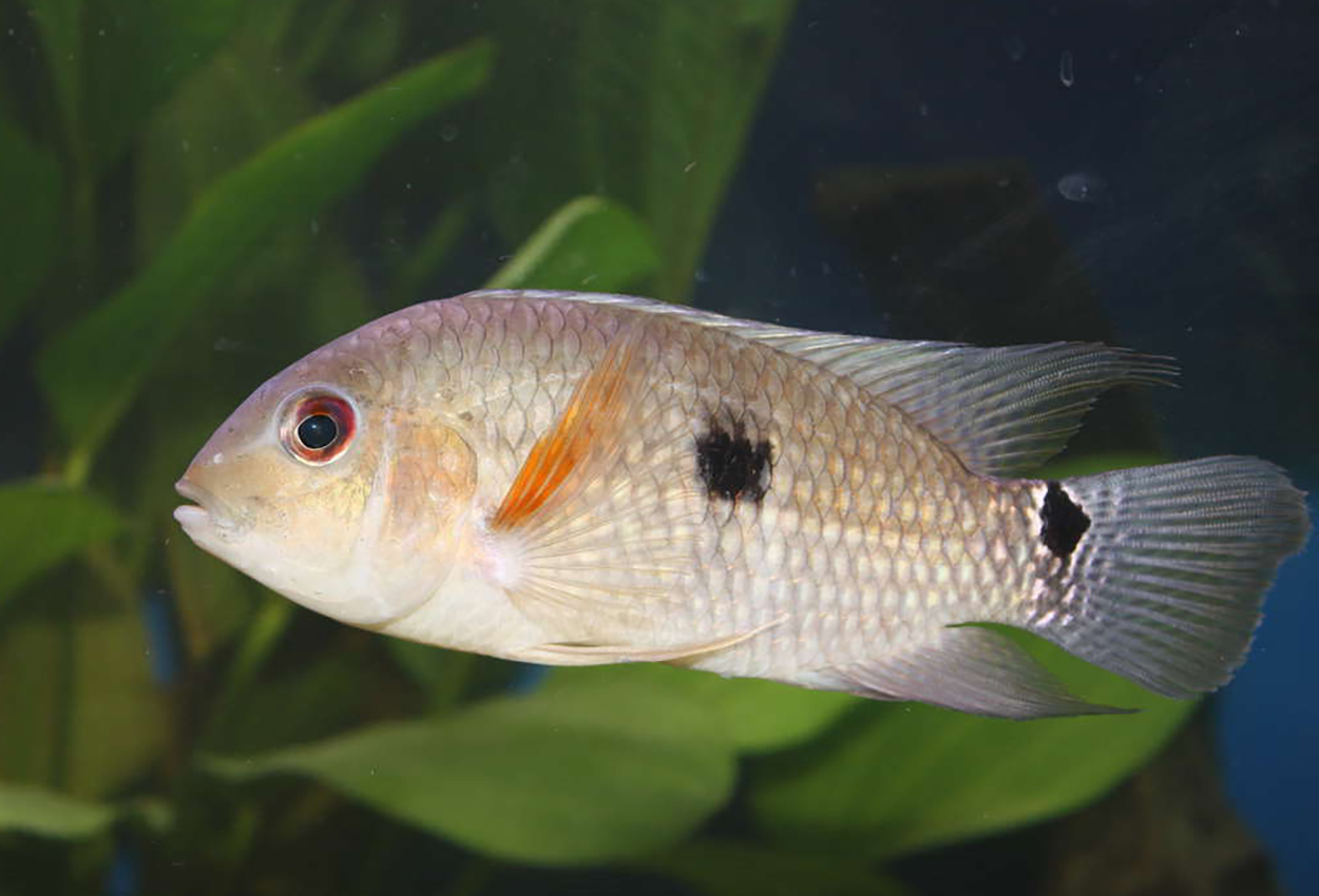 Aequidens tetramerus
