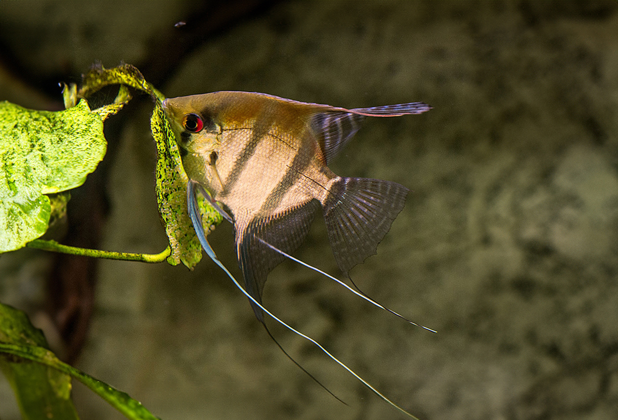 Pterophyllum scalare