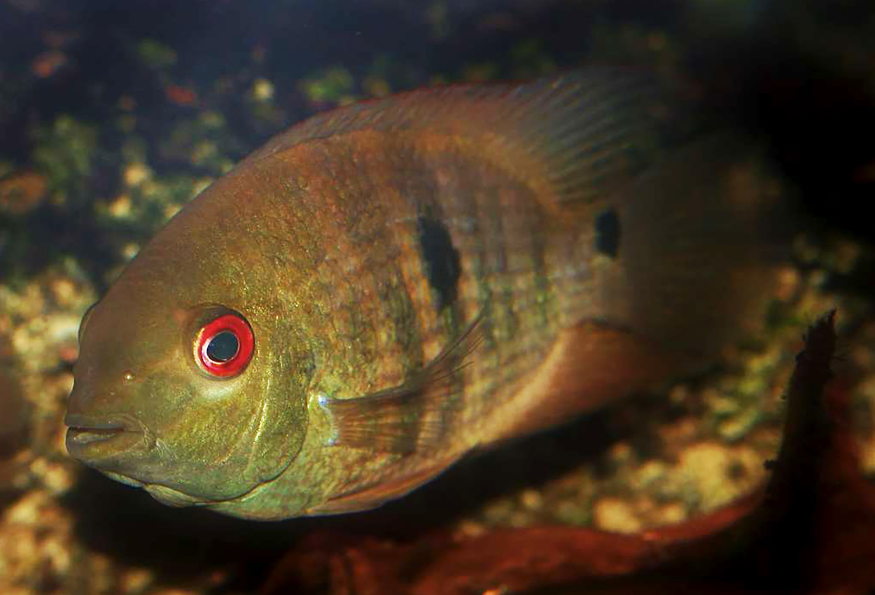 Heroina isonycterina