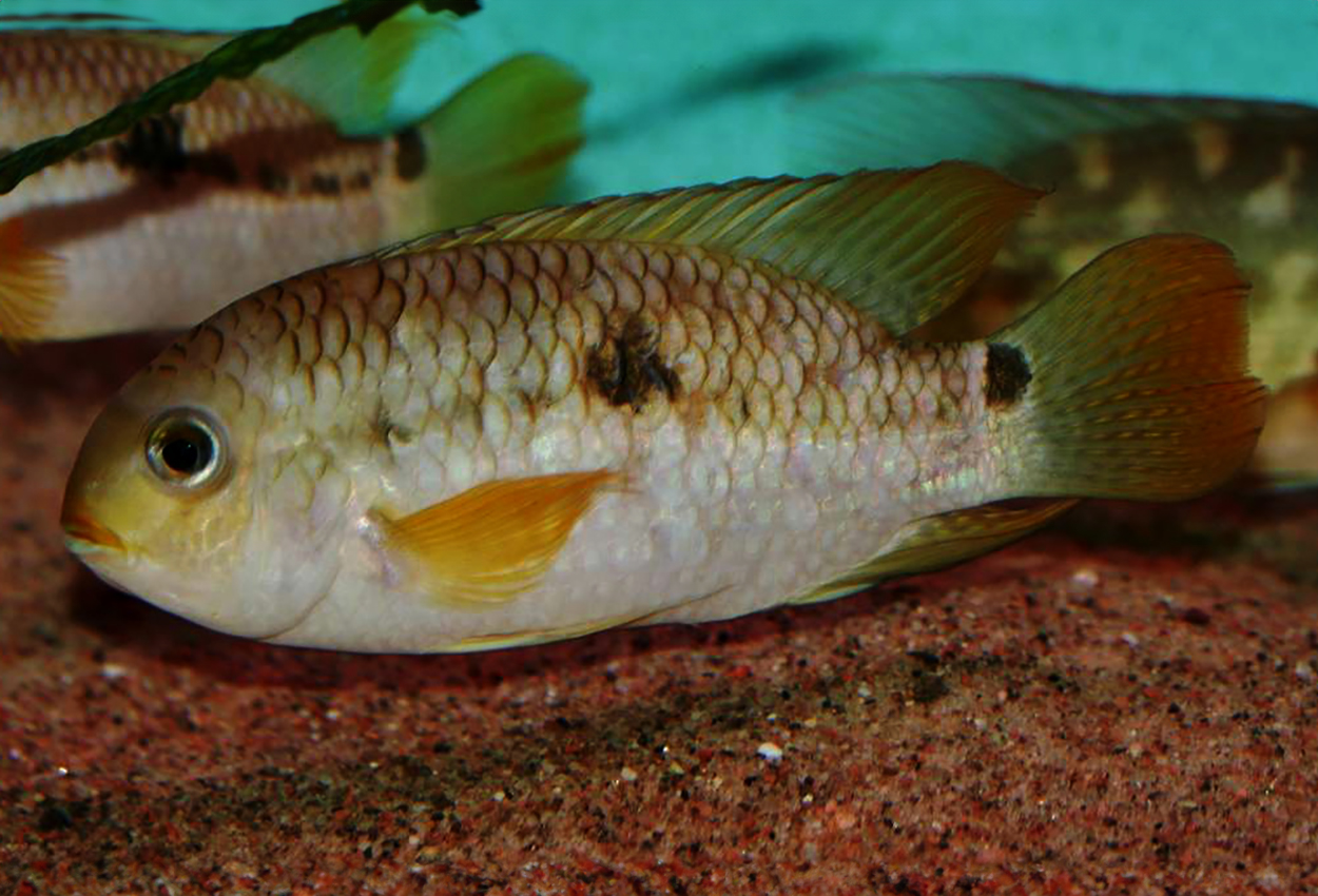 Aequidens plagiozonatus