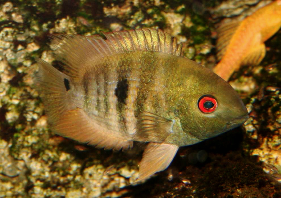 Heroina isonycterina