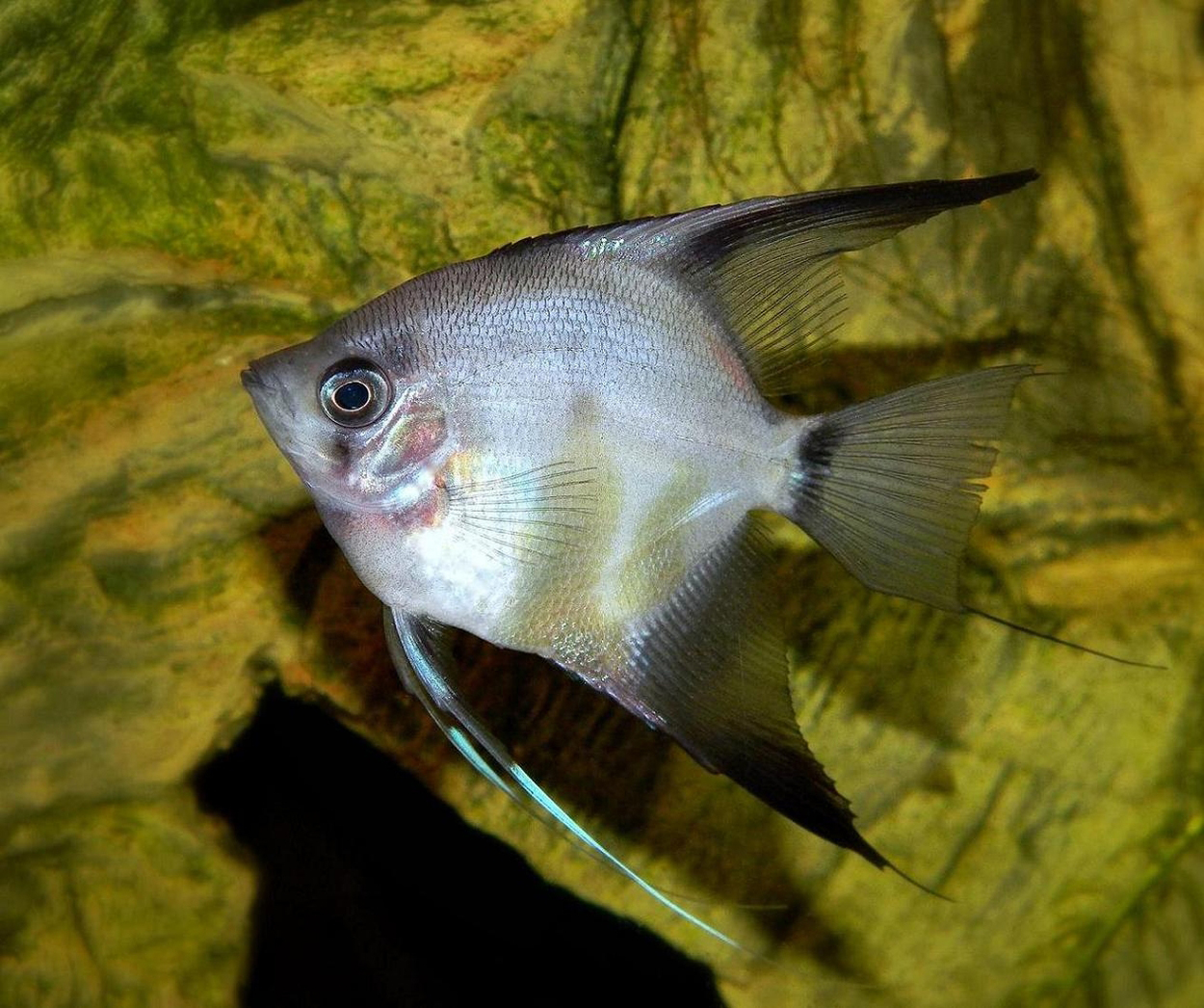 Pterophyllum scalare, (Ghost Angel)