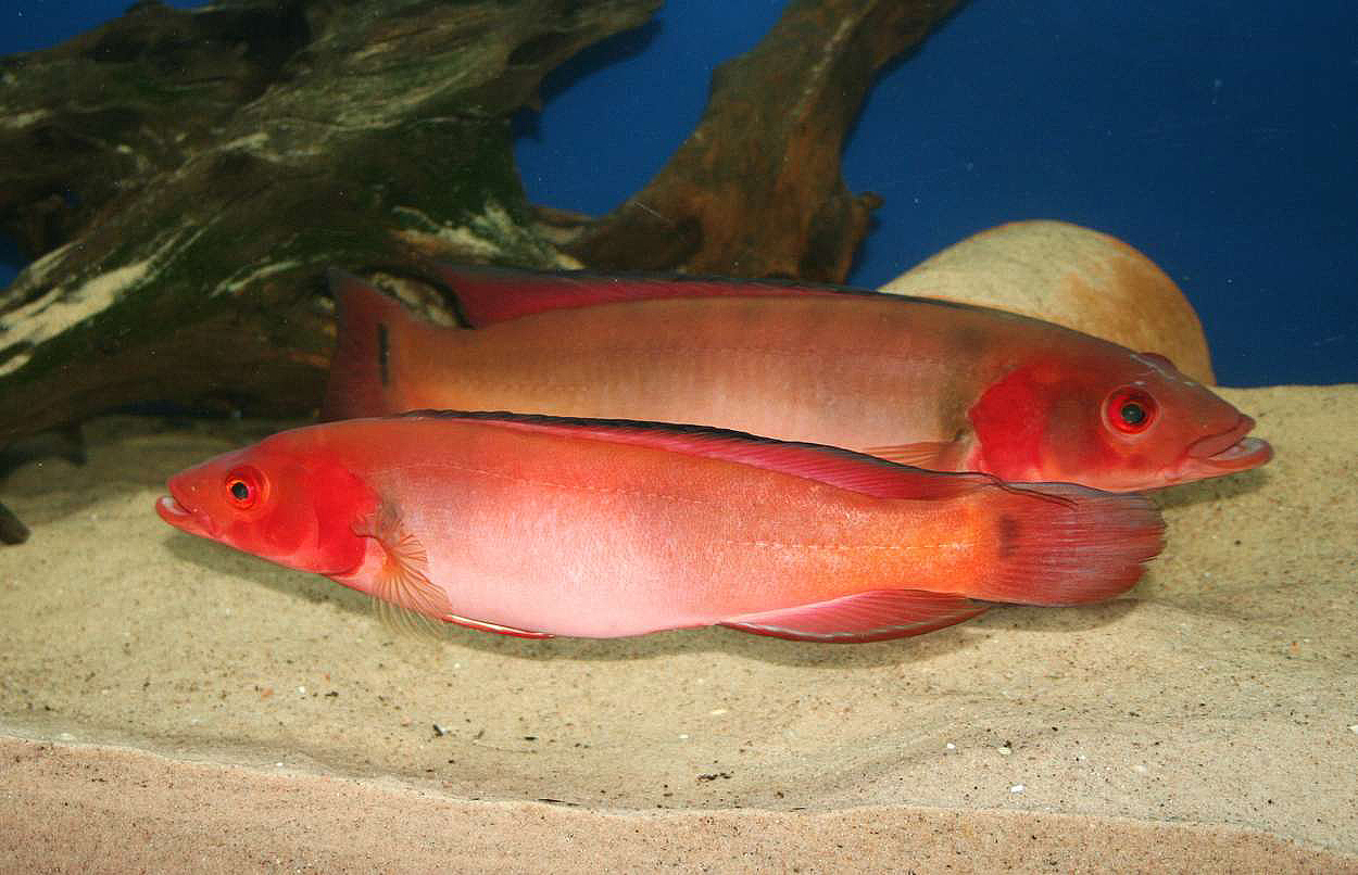 Crenicichla sp. 'Atabapo red'