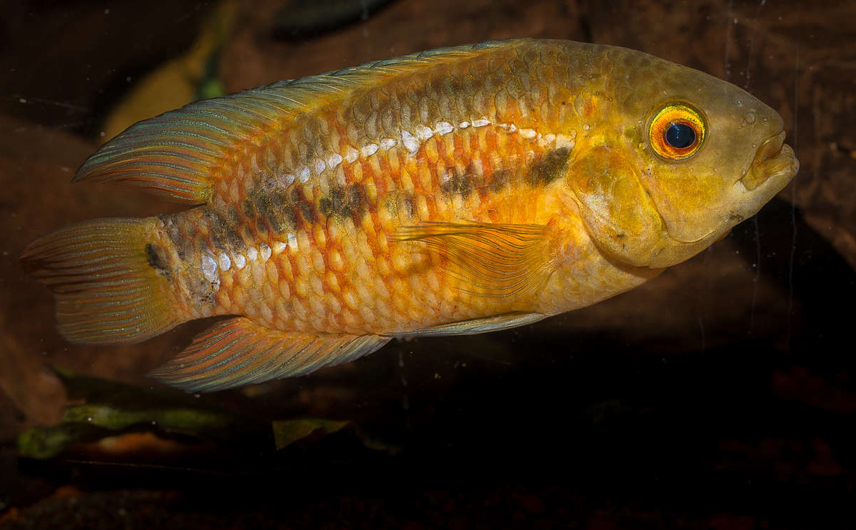 Australoheros sp. 'red ceibal'