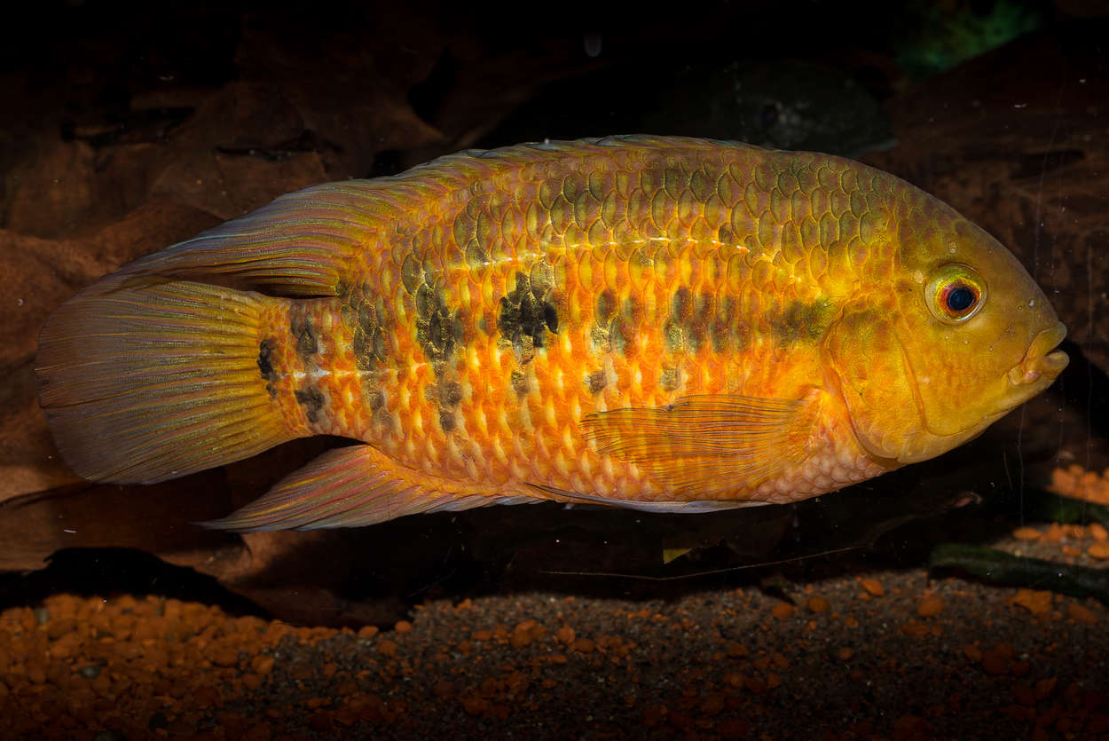 Australoheros sp. 'red ceibal'
