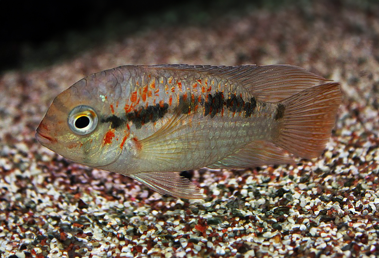Krobia xinguensis