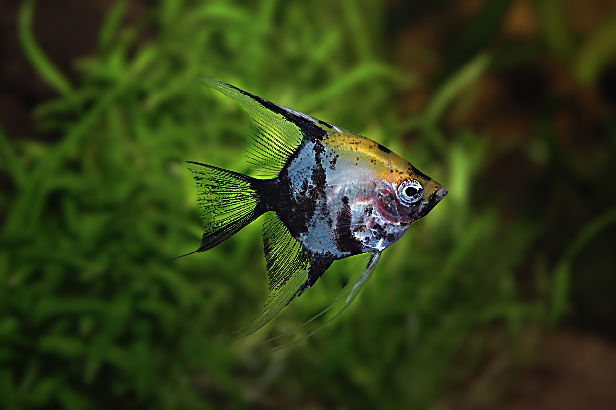 Pterophyllum scalare