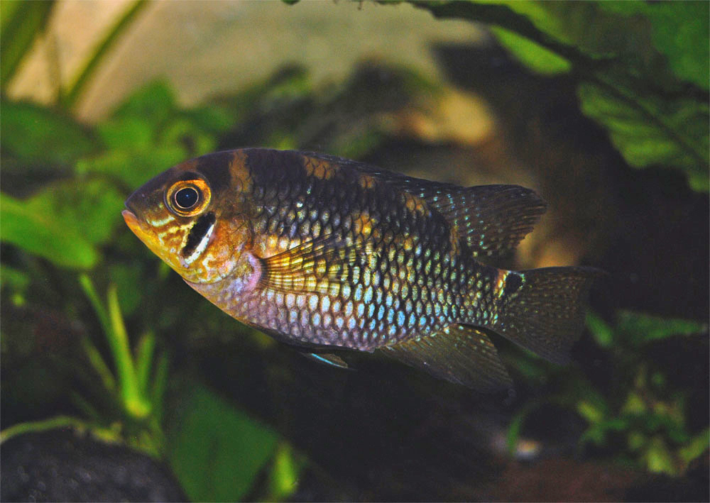 Aequidens metae