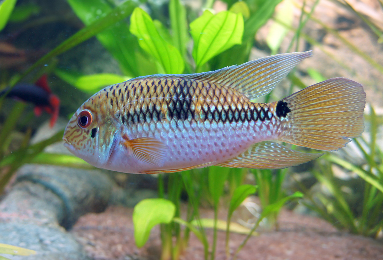 Aequidens sp. 'jenaro herrera'