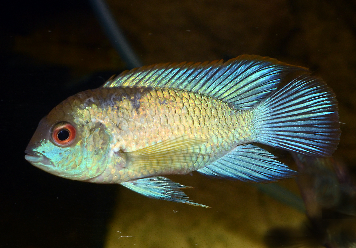Andinoacara pulcher, Electric blue