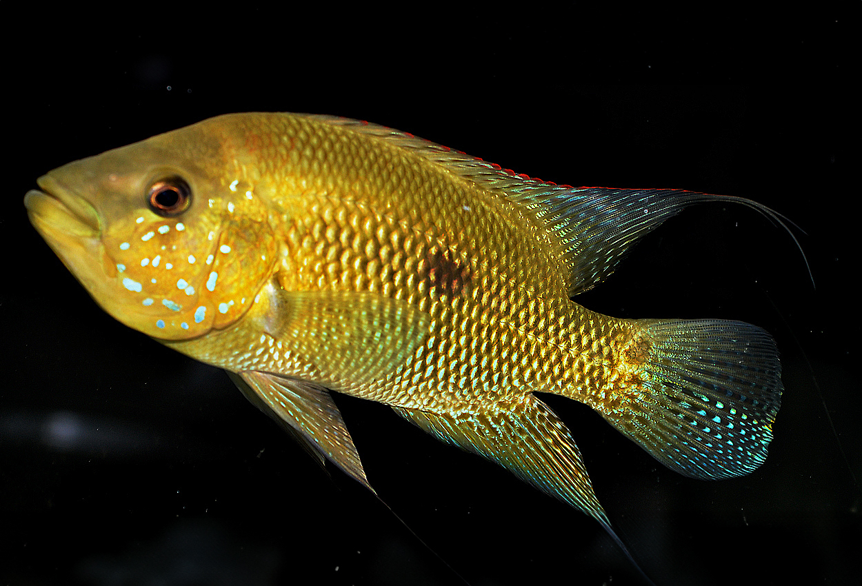 Kronoheros umbriferus