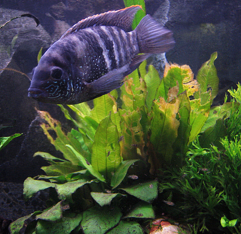 Andinoacara pulcher