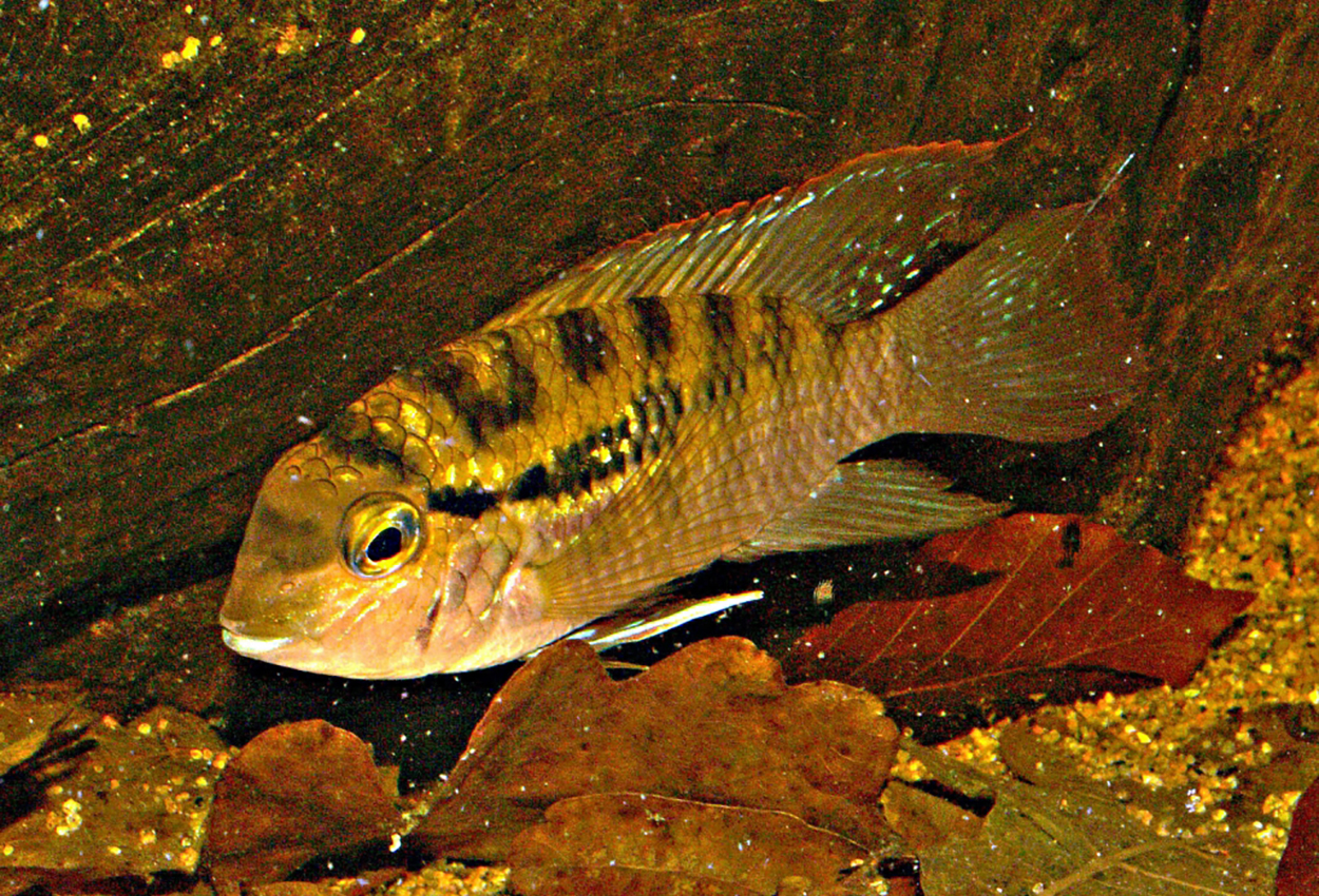 Bujurquina vittata-hona