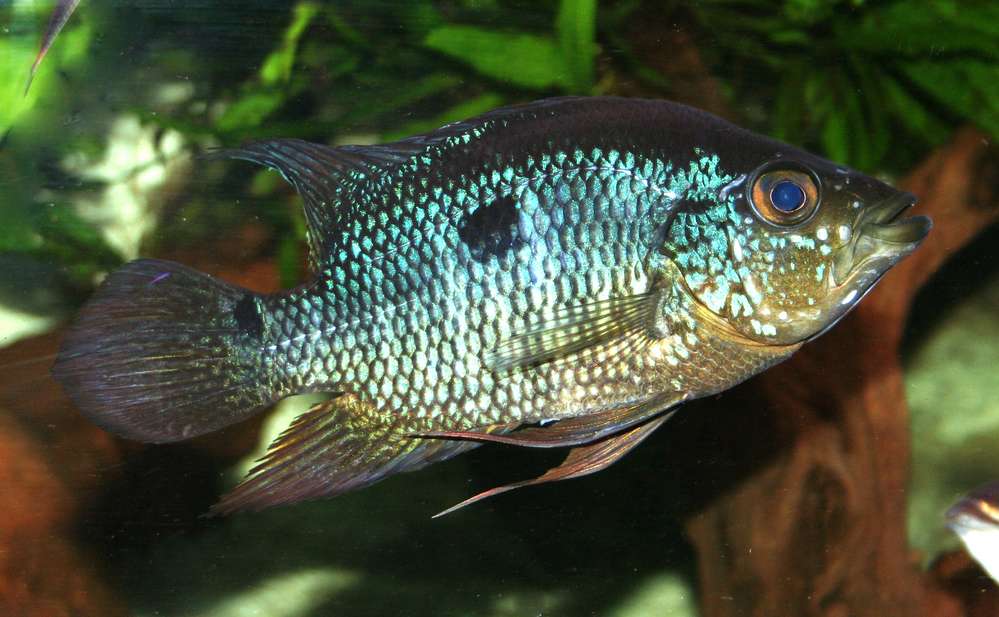 Cacquetaia spectabilis