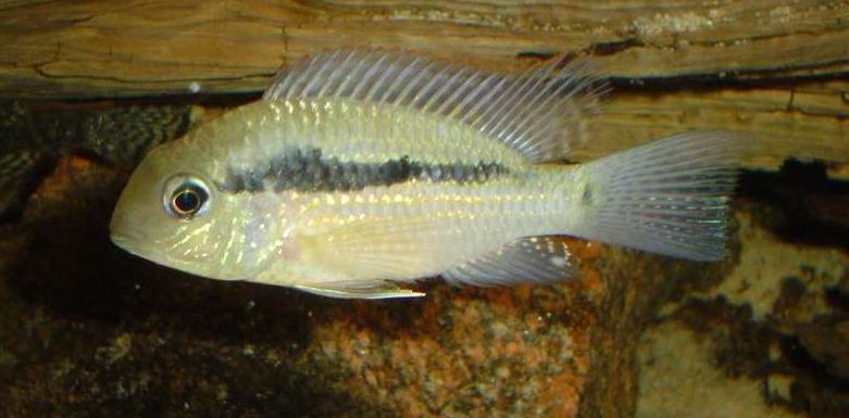 Bujurquina moriorum