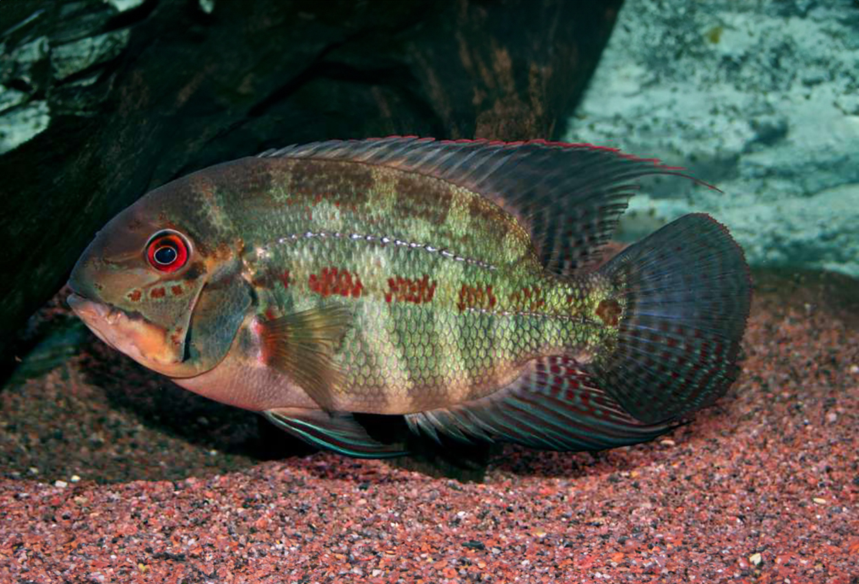 Hoplarchus psittacus