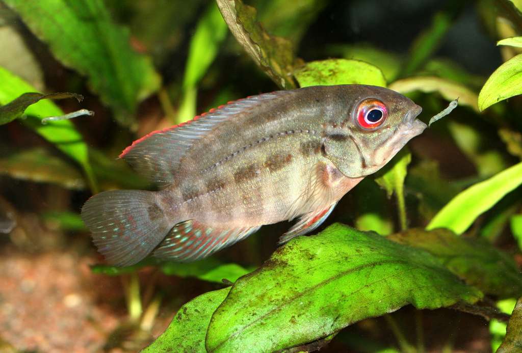 Hoplarchus psittacus