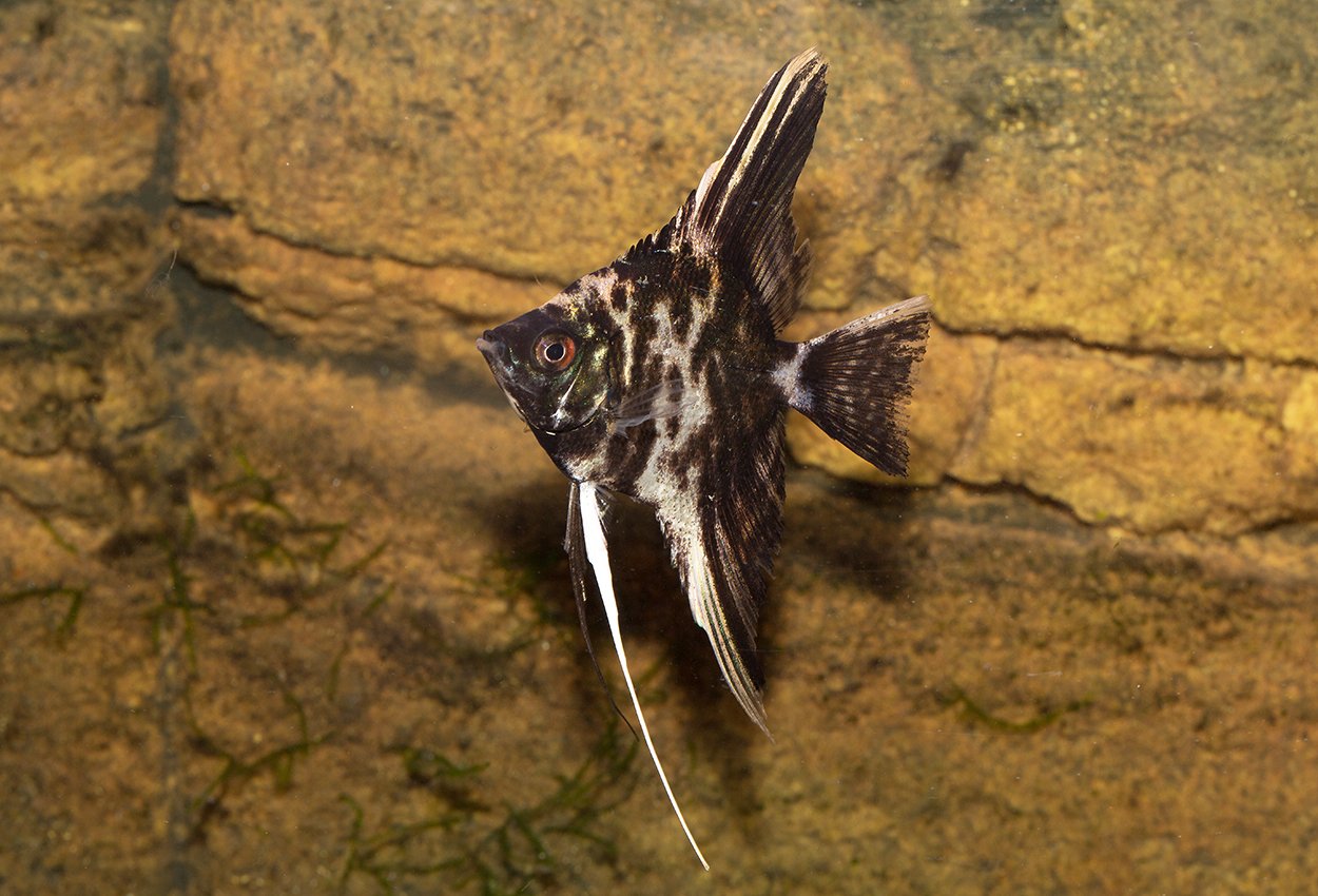 Marmorscalaren