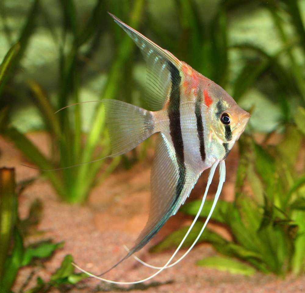 Pterophyllum scalare, Rio Manacapuru