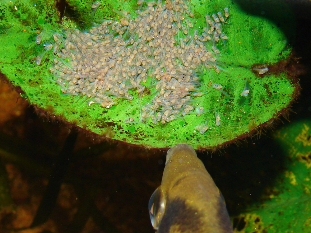 Pterophyllum scalare