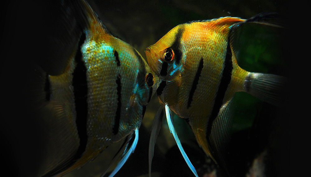 Pterophyllum scalare