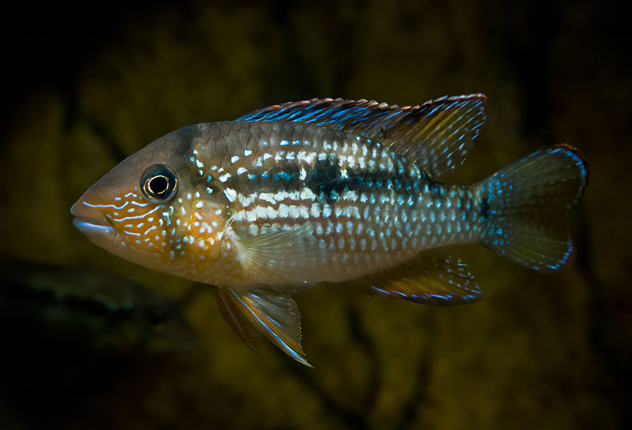 Tahuantinsuyoa macantzatza