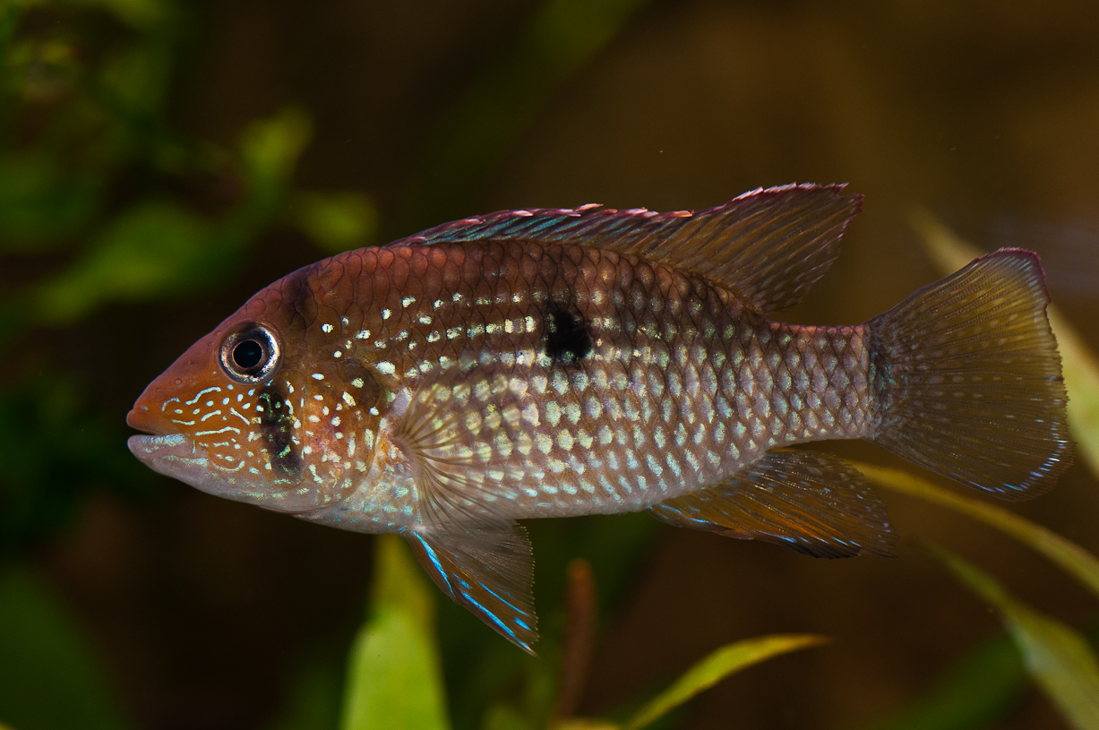 Tahuantinsuyoa macantzatza