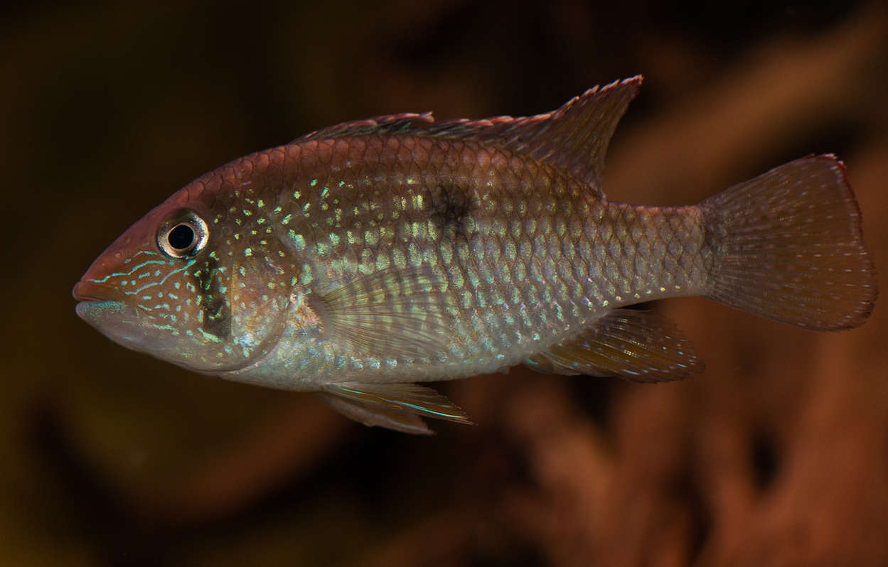 Tahuantinsuyoa macantzatza