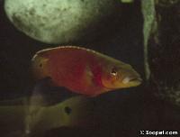 Crenicichla sp. "Xingu 1"