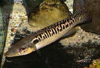 Crenicichla tigrina