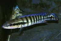 Crenicichla phaiospilus