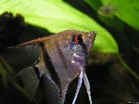 Pterophyllum scalare