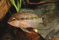 Krobia guianensis