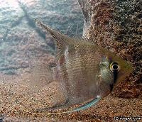 Pterophyllum scalare, (dumerilii)