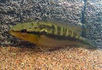 Crenicichla edithae