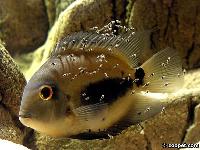 Uaru amphiacanthoides