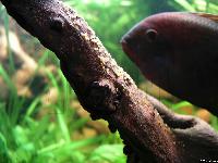 Hypselecara coryphaenoides (hona vaktar rom)